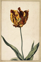 S+ 141b
          <br/>
          Tulp
          <br/>
          <em>Anoniem</em>